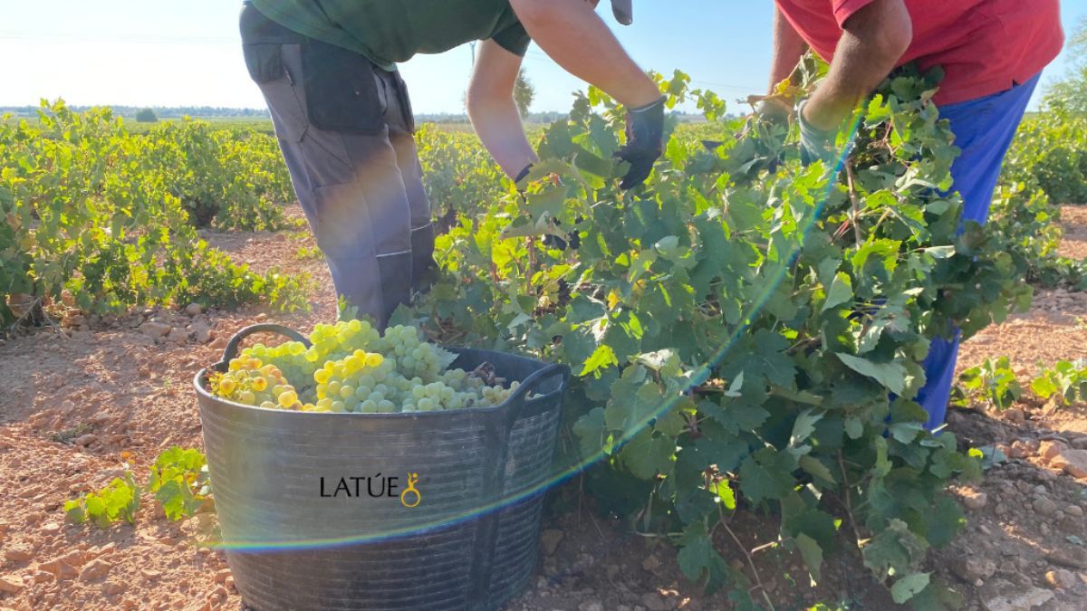 vendimia bodegas latúe 2022