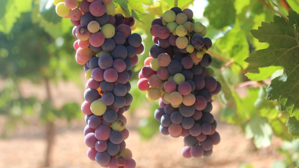 por qué las uvas cambian de color el envero