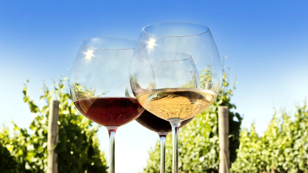 qué significa terroir del vino