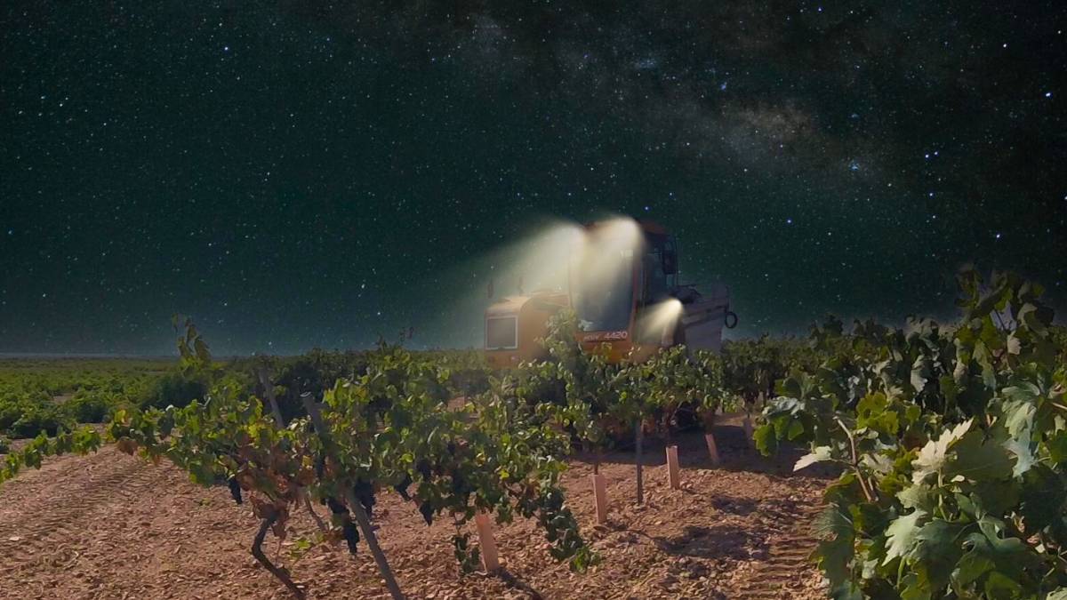 vendimia nocturna por y para qué beneficios